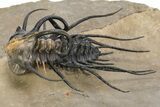 Bizarre Dicranurus Trilobite - Spectacular Preparation #227803-1